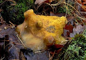 Klikni pro velký obrázek