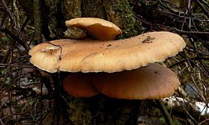 Klikni pro velký obrázek