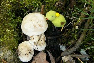 Klikni pro velký obrázek