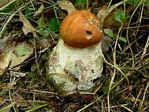 Klikni pro velký obrázek