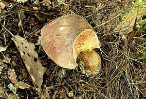 Klikni pro velký obrázek