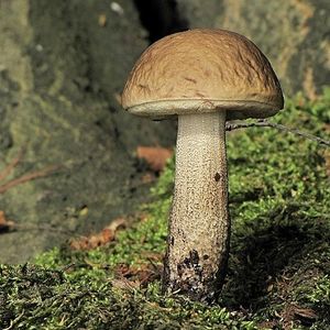 Klikni pro velký obrázek