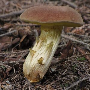 Klikni pro velký obrázek