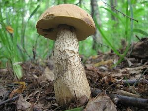 Klikni pro velký obrázek