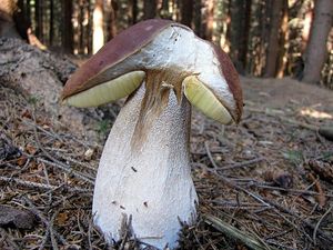 Klikni pro velký obrázek