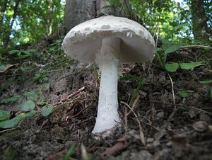 Klikni pro velký obrázek