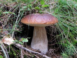 Klikni pro velký obrázek