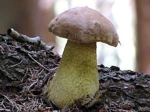 Klikni pro velký obrázek