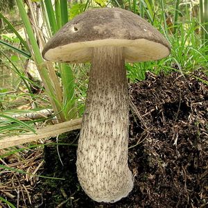 Klikni pro velký obrázek