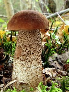 Klikni pro velký obrázek