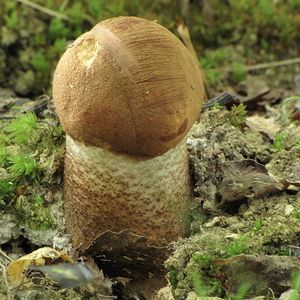 Klikni pro velký obrázek