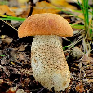 Klikni pro velký obrázek