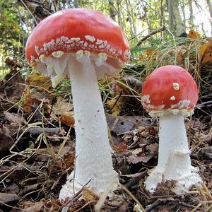 Klikni pro velký obrázek