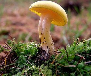 Klikni pro velký obrázek