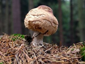 Klikni pro velký obrázek