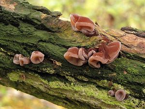 Klikni pro velký obrázek