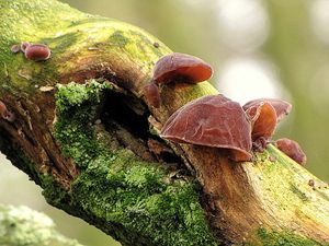 Klikni pro velký obrázek