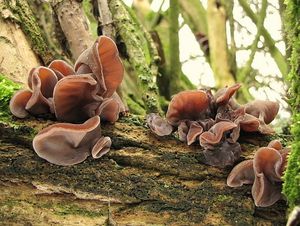 Klikni pro velký obrázek