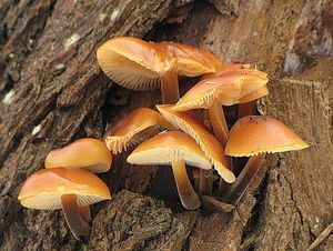 Klikni pro velký obrázek