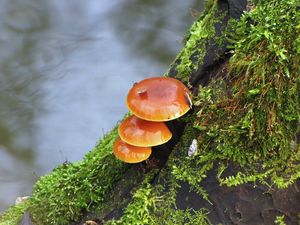 Klikni pro velký obrázek