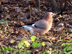 Klikni pro velký obrázek