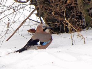 Klikni pro velký obrázek