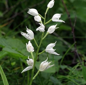 Klikni pro velký obrázek