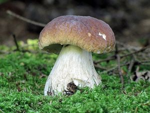 Klikni pro velký obrázek