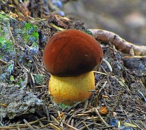 Klikni pro velký obrázek