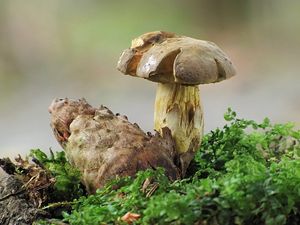 Klikni pro velký obrázek