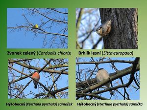 Klikni pro velký obrázek