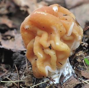 Klikni pro velký obrázek