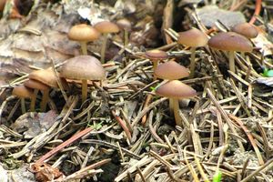 Klikni pro velký obrázek