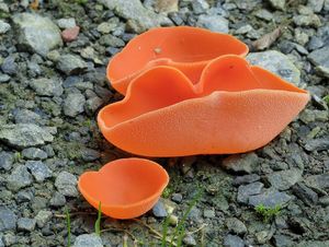 Mísenka oranžová - Aleuria aurantia (Pers.) Fuckel 1870