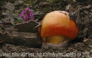 Klikni pro velký obrázek