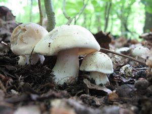 Klikni pro velký obrázek