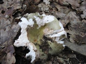 Klikni pro velký obrázek