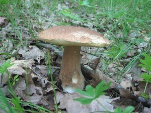 Klikni pro velký obrázek