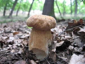 Klikni pro velký obrázek