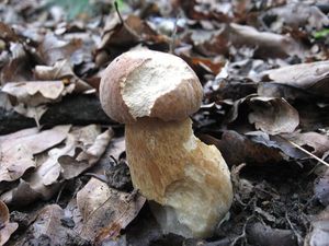 Klikni pro velký obrázek