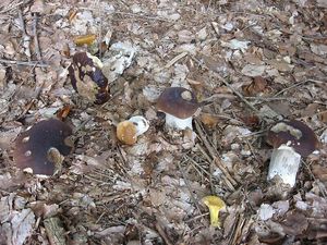 Klikni pro velký obrázek