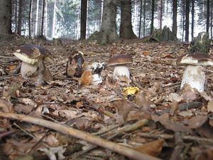 Klikni pro velký obrázek