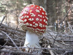 Klikni pro velký obrázek