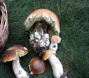 Klikni pro velký obrázek