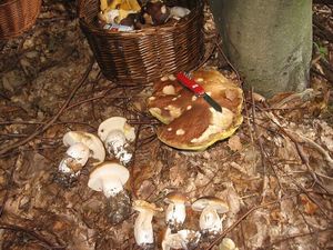 Klikni pro velký obrázek