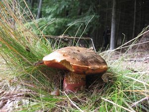 Klikni pro velký obrázek