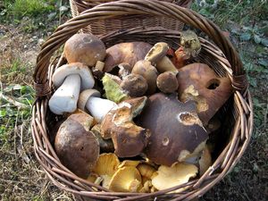 Klikni pro velký obrázek