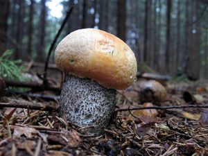 Klikni pro velký obrázek