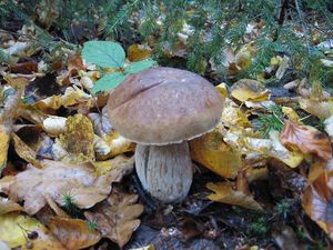 Klikni pro velký obrázek