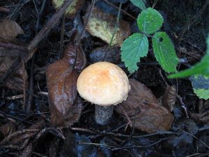 Klikni pro velký obrázek